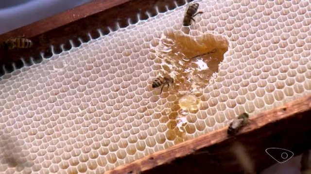 Apicultores usam �reas de preserva��o ambiental para produzir mel e gerar renda em Aracruz