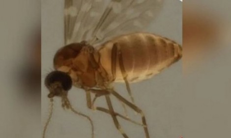 Febre do Oropouche: ES confirma circula...<p>O vetor da doença é um inseto bem pequeno, de um a três milímetros, popularmente conhecido como 