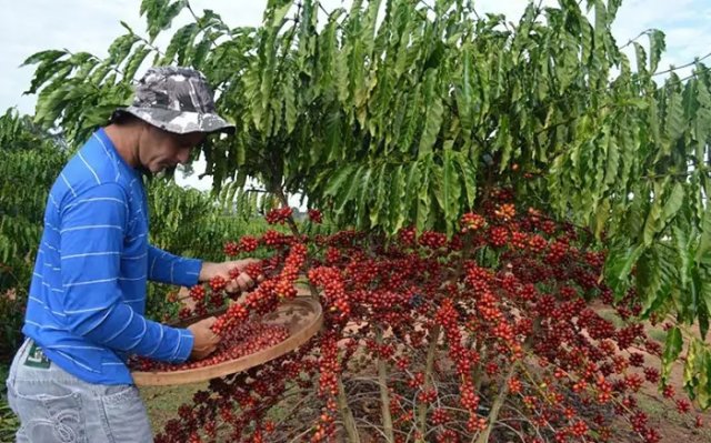 Safra hist�rica de caf� cresce 18% e pode reduzir pre�os nos supermercados
