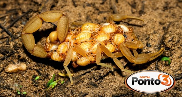 Escorpi�es representam 70% dos acidentes com animais pe�onhentos registrados em Jaguar�