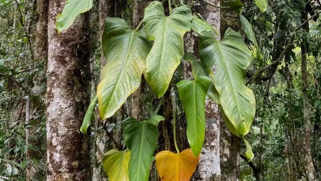 Nova esp�cie de planta � descoberta em fotografias de observa��o de aves no ES