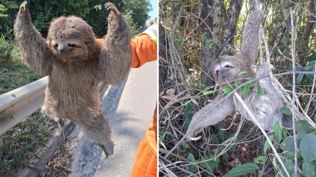 Bicho-pregui�a � encontrado na BR 101, em S�o Mateus, e devolvido � mata