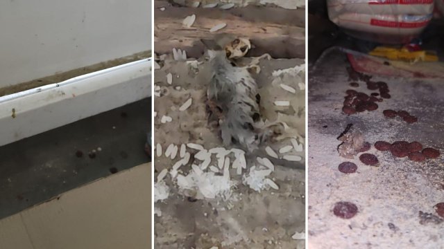Produtos estocados entre fezes e rato morto s�o recolhidos na Serra