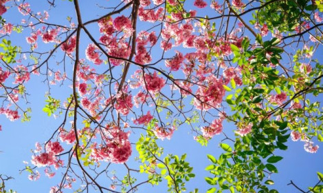 Primavera chega ao Espírito Santo com ...<p>Estação começa nesta terça-feira (22) e deve trazer temperaturas elevadas, chuvas irregulares e maior possibilidade de ondas de calor e incêndios</p>