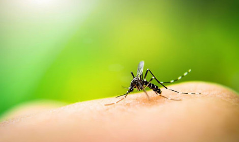 Nova Venécia registra queda nos casos ...<p>A Secretaria Municipal de Saúde de Nova Venécia divulgou na quarta-feira (27) o novo boletim epidemiológico da dengue, referente ao período de 17/05 a 23/05, apontando redução no número de casos confirmados da doença em comparação ao levantamento anterior, correspondente ao período de 10/05 a 16/05.</p>